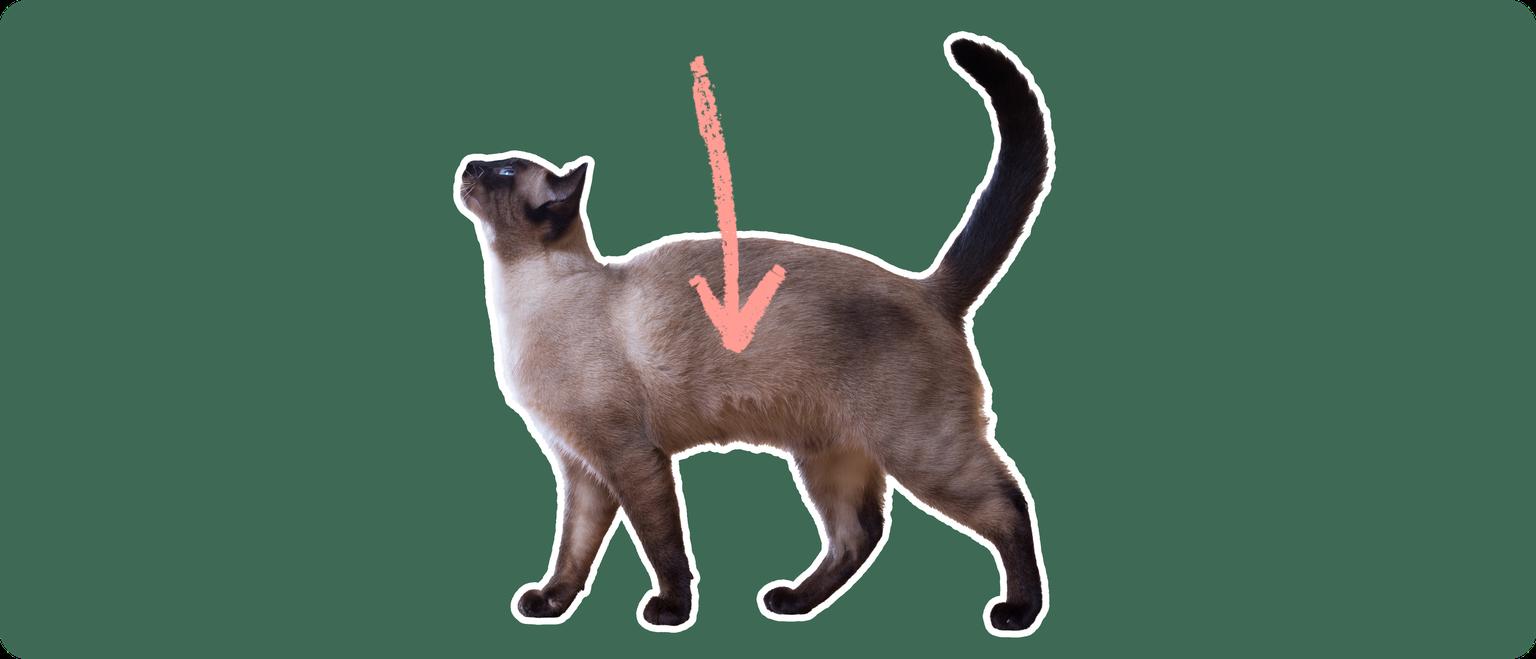 Siamese