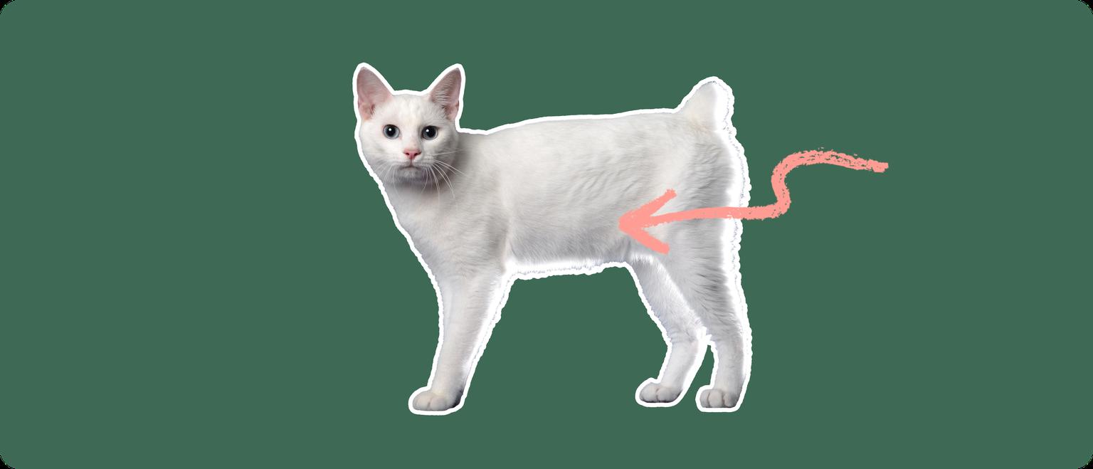 A white Japanese Bobtail cat cut out with a white outline, with a pink arrow pointing to it's lower stomach, on a solid green background