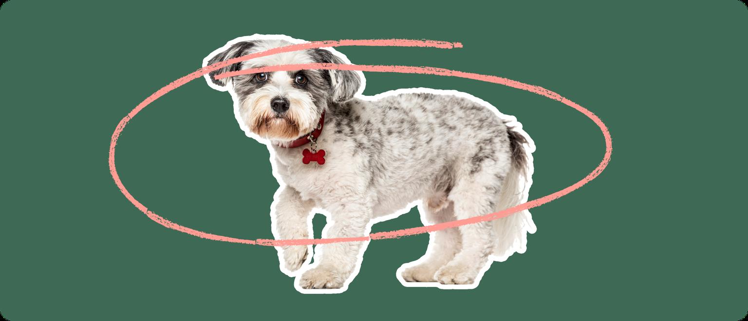 A white and grey schnoodle dog cut out with a white stroke, on a green background, with a pink circle around it's body