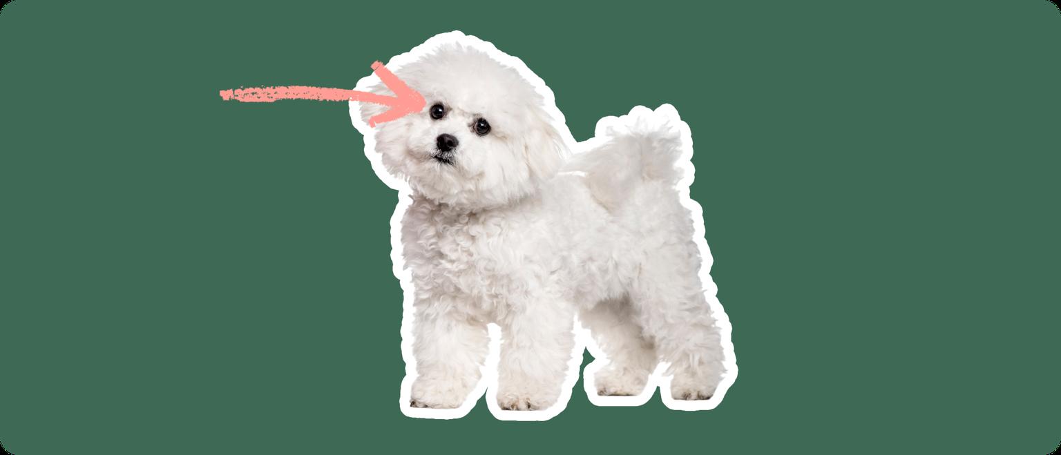 Bichon Frise