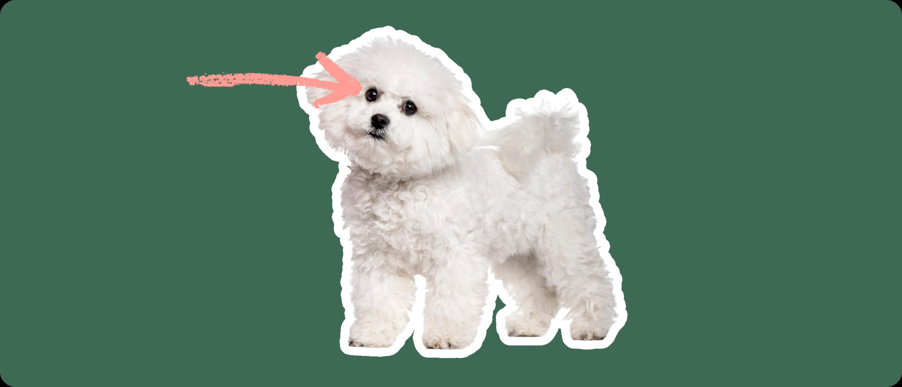 A fluffy white Bichon Frise with a soft, curly coat, standing alert and looking forward. A pink arrow points towards one of the dog's eyes, on a dark green background, indicating a focus on eye health, possibly referencing cataracts.