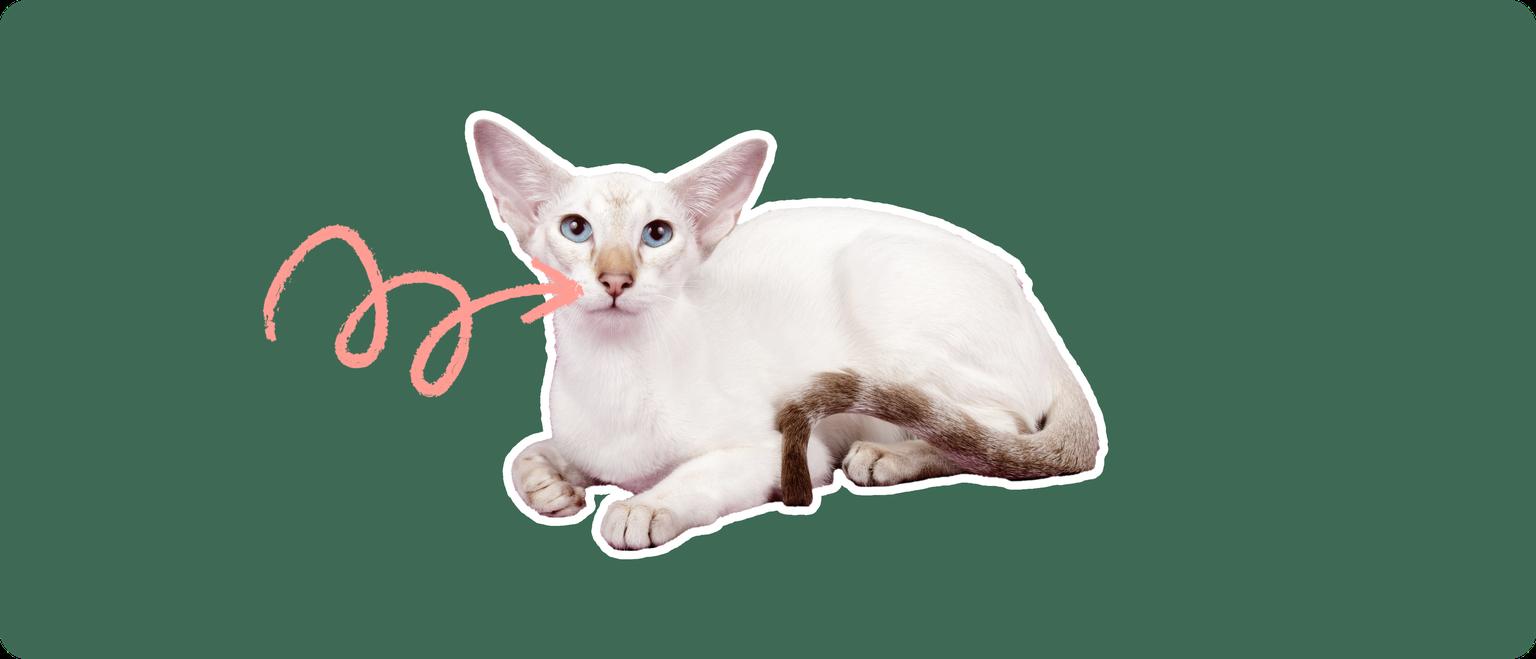 A Colorpoint Shorthair cat, cut out with a white outline, with a pink arrow pointing to it's nose area, on a solid green background