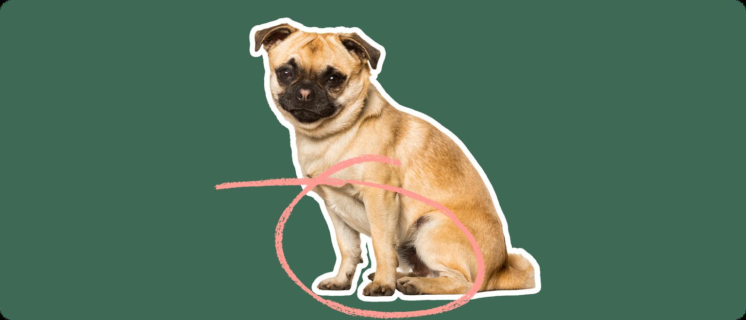 Chug breed dog