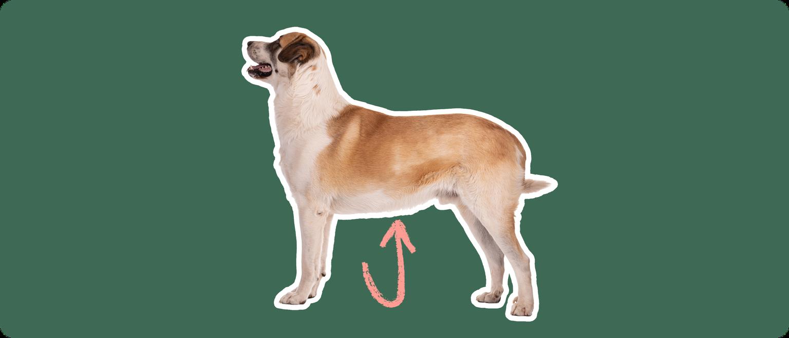 A Great Pyrenees cut out with a white outline, with a pink arrow pointing to it's stomach, on a solid green background