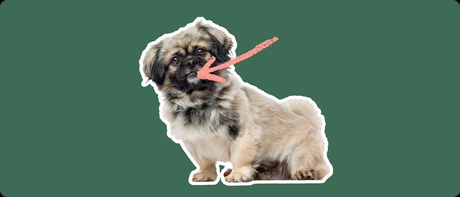 Image of a brown-and-black Pekingese with a pink arrow drawn to its mouth