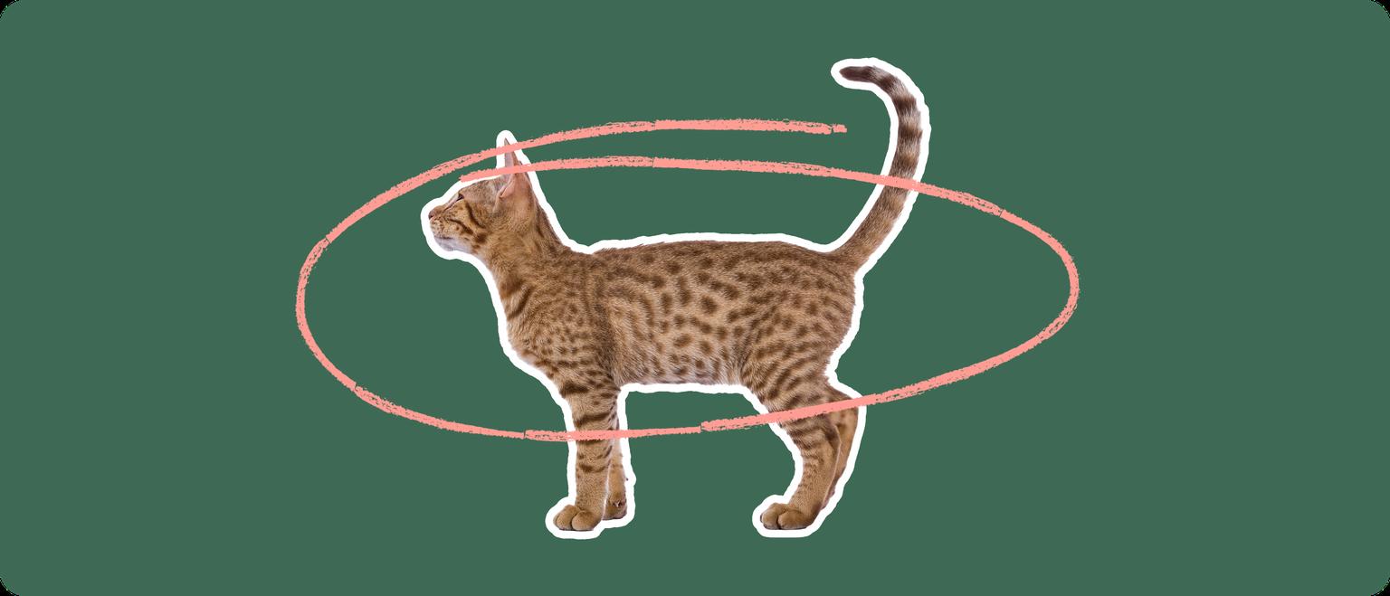 An Ocicat cut out with a white outline, with a pink circle around it's body, on a solid green background