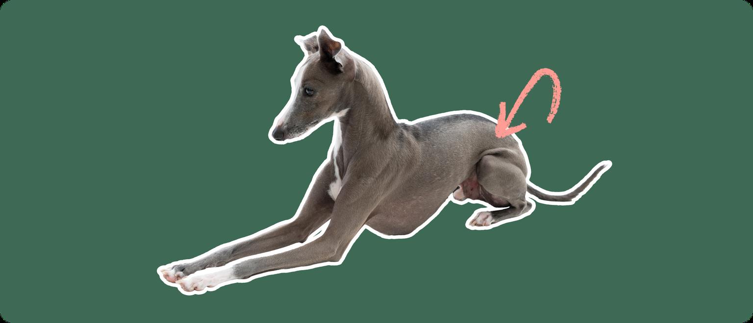 Image of a grey Italian Greyhound lying down with a pink arrow drawn to its hip