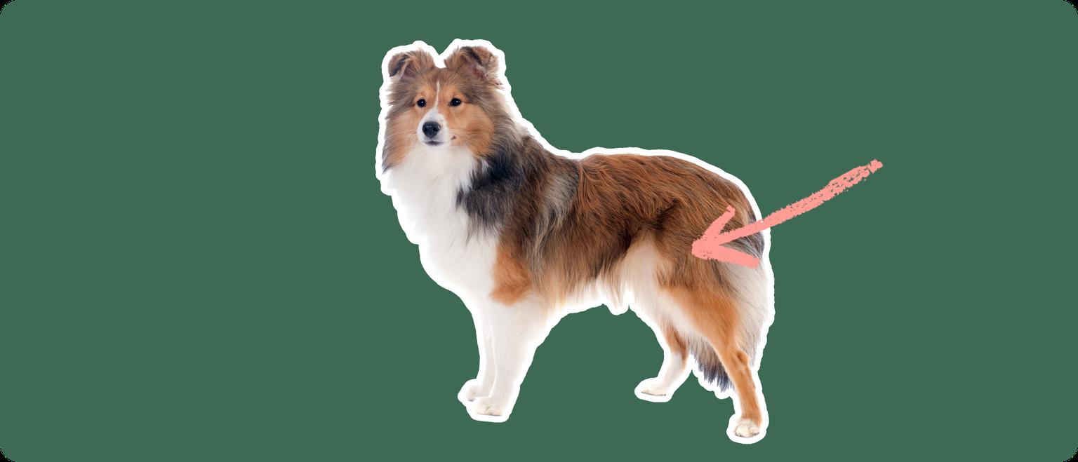 Image of a Shetland Sheepdog with a pink arrow drawn to its hip