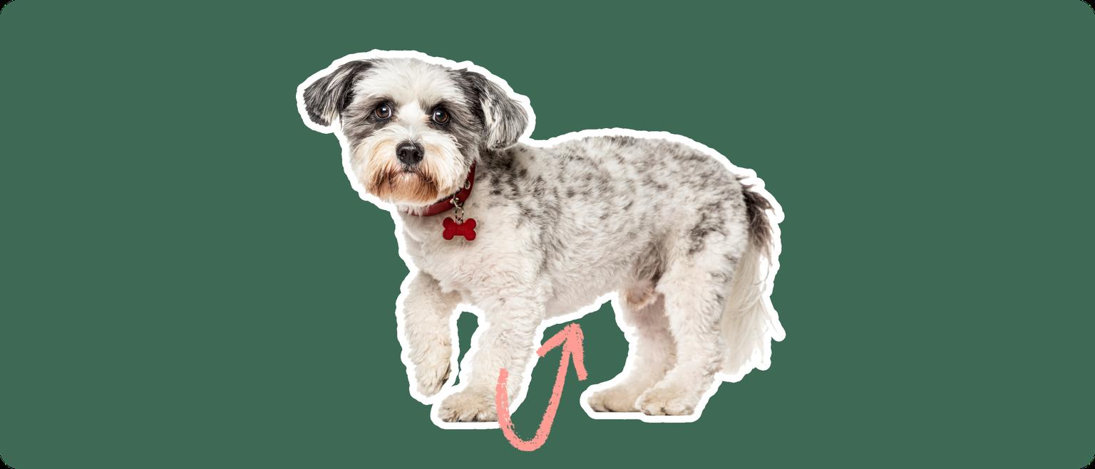 A white and grey schnoodle dog cut out with a white stroke, on a green background, with a pink arrow pointing to it's stomach