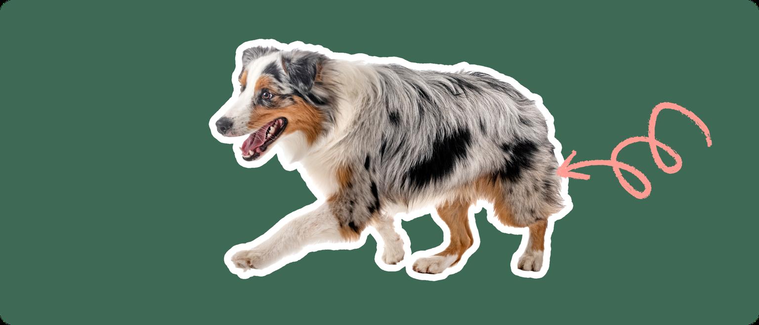 Image of an Australian Shepherd with a pink arrow drawn to its hip