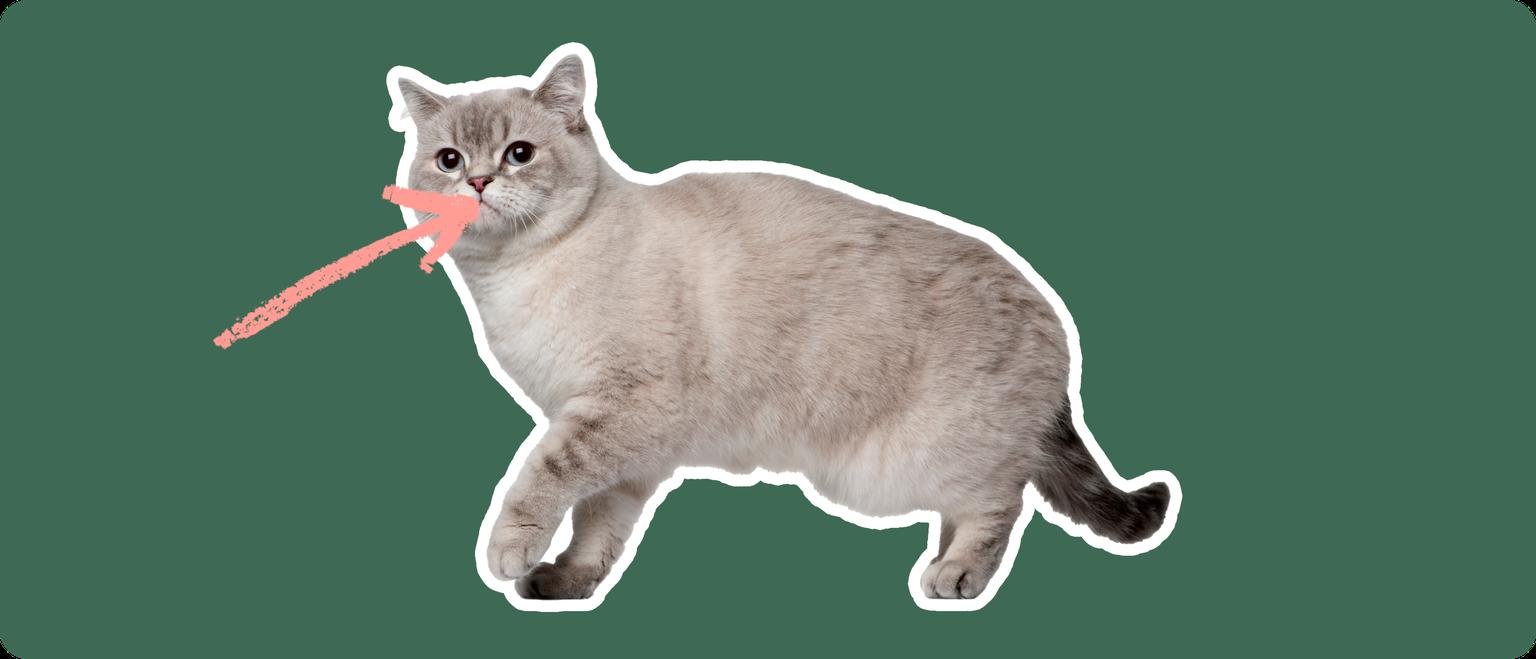 Siberian Cat