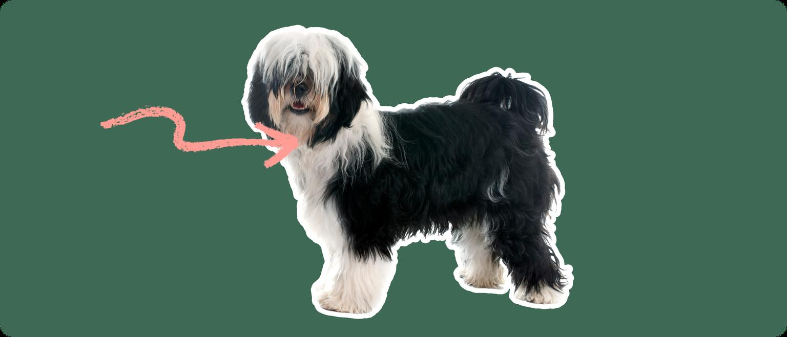 Tibetan Terrier with a pink arrow drawn to its neck