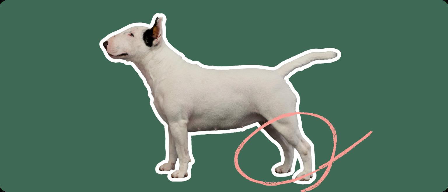 Image of a Bull Terrier with a pink arrow drawn over its legs
