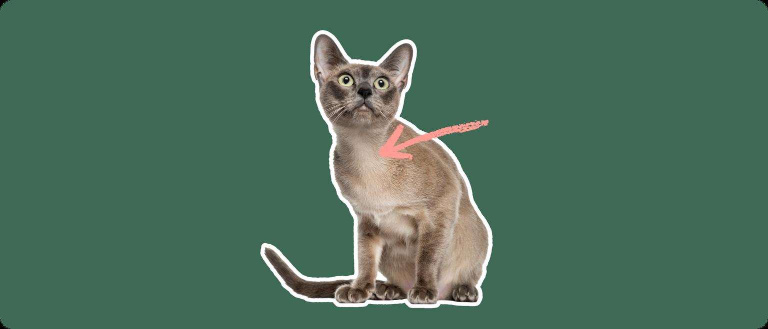 A Tonkinese cat cut out with a white outline, with a pink arrow pointing to it's chest, on a solid green background