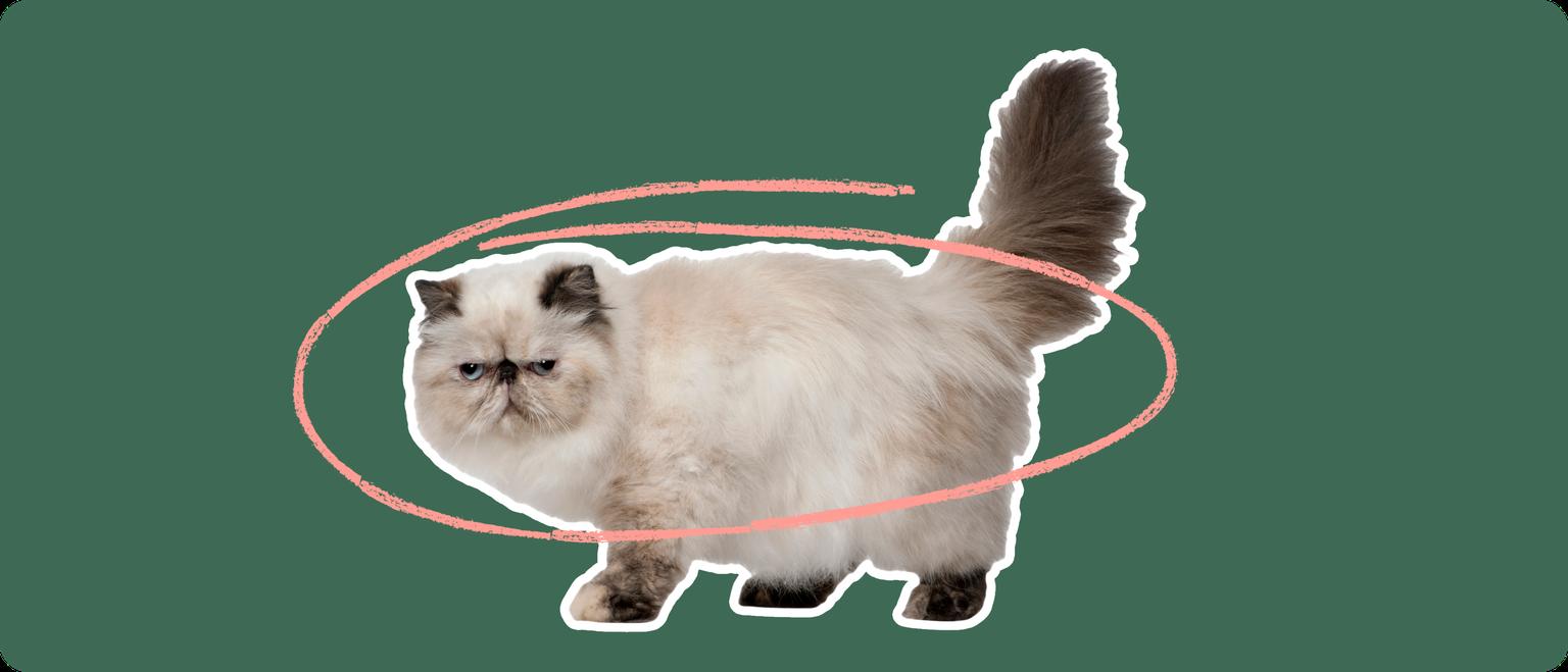 Persian