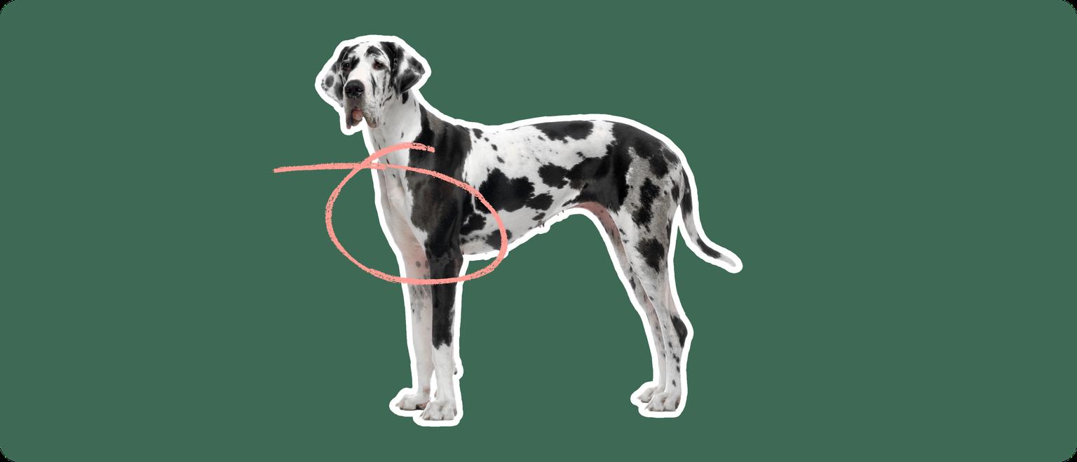 Great Dane