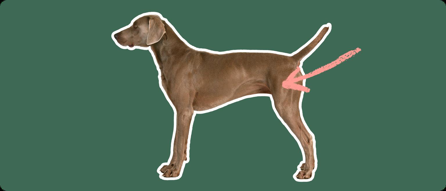 Image of a brown Weimaramer with a pink arrow drawn to its hip