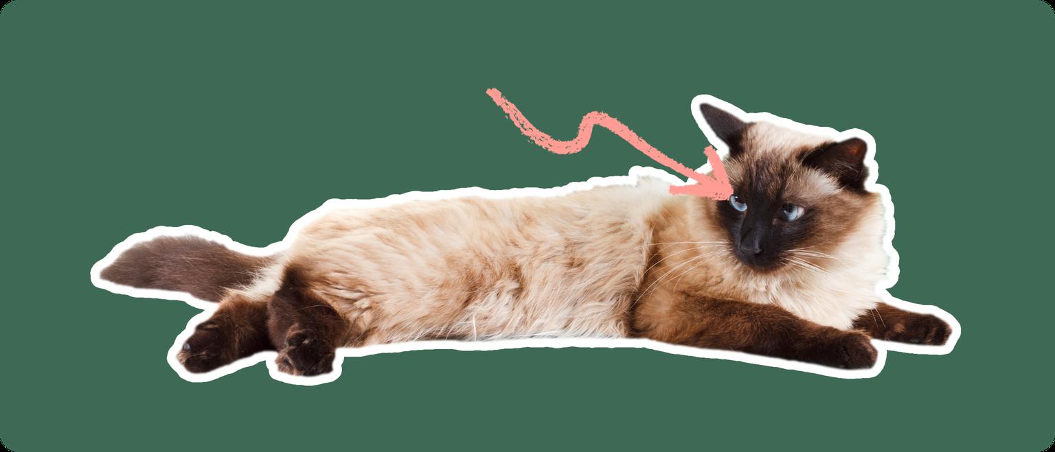 A Balinese cat lying down, cut out with a white outline, with a pink arrow pointing to it's eye, on a solid green background.