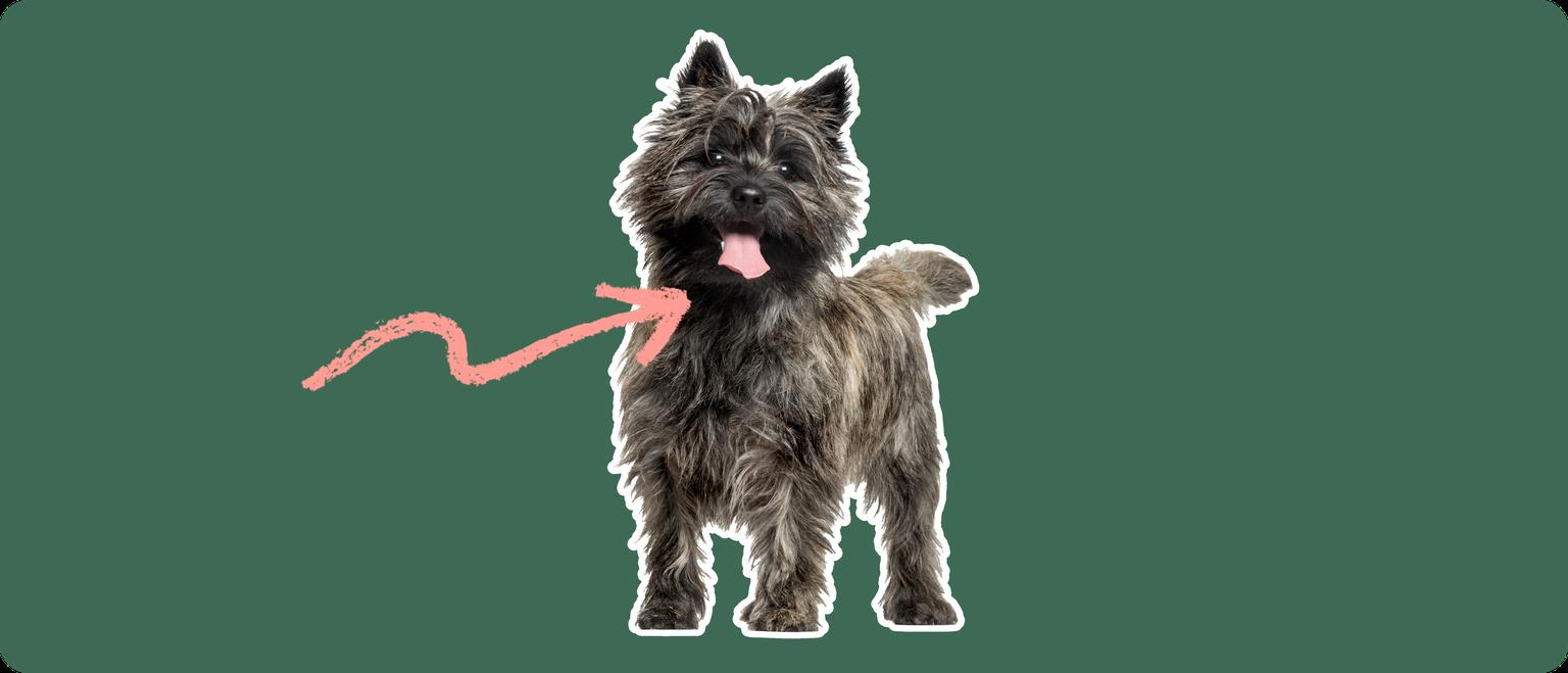 A black Cairn Terrier standing, cut out with a white outline, with a pink arrow pointing to it's neck, on a solid green background
