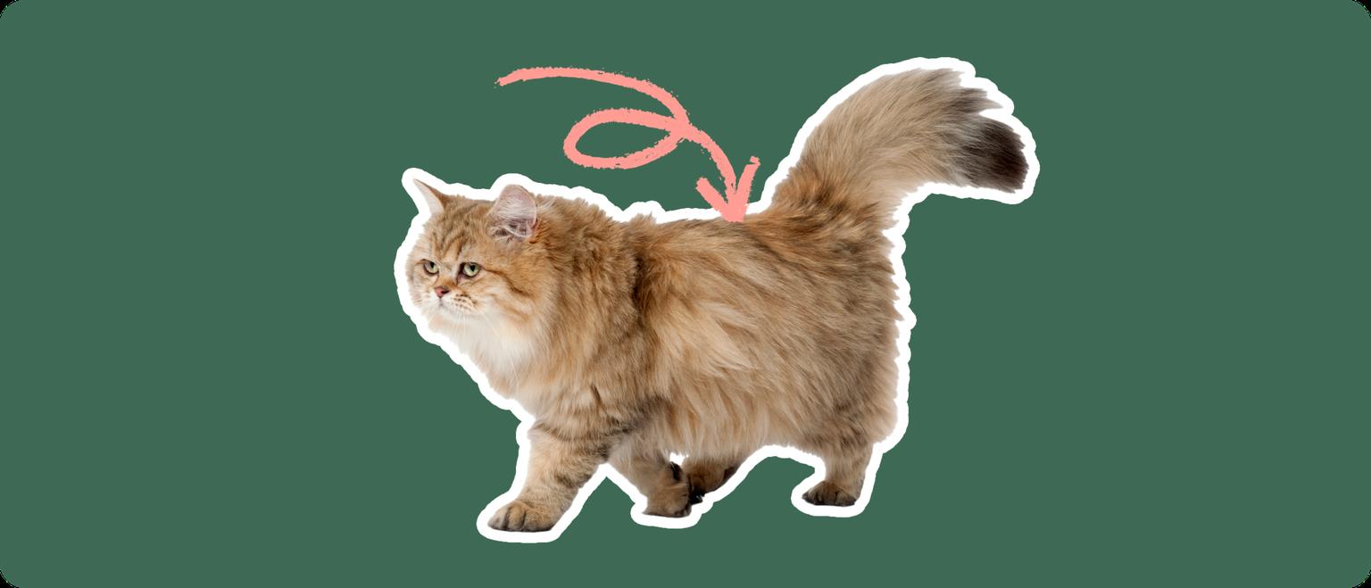 An Exotic Longhair cat cut out with a white outline, with a pink arrow pointing to it's lower back, on a solid green background