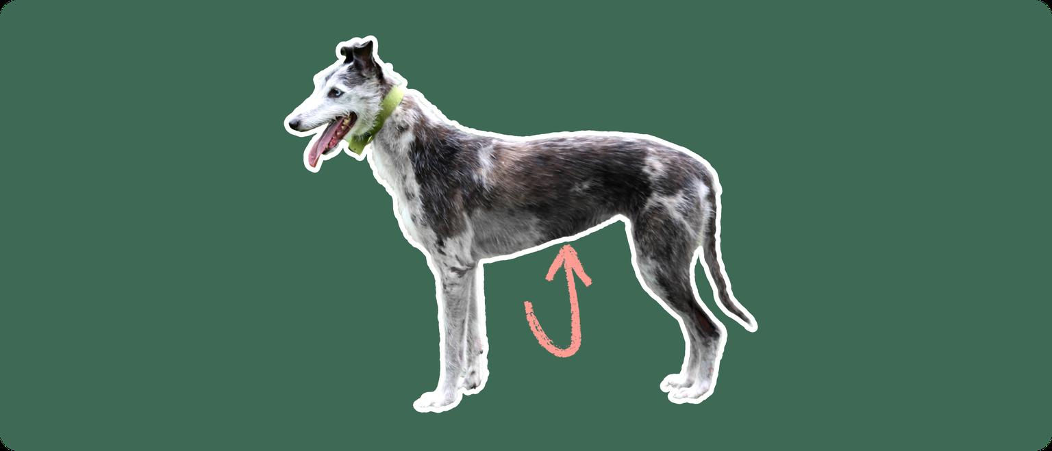 A Lurcher dog cut out with white outline on a green background with a pink arrow pointing toward it's stomach