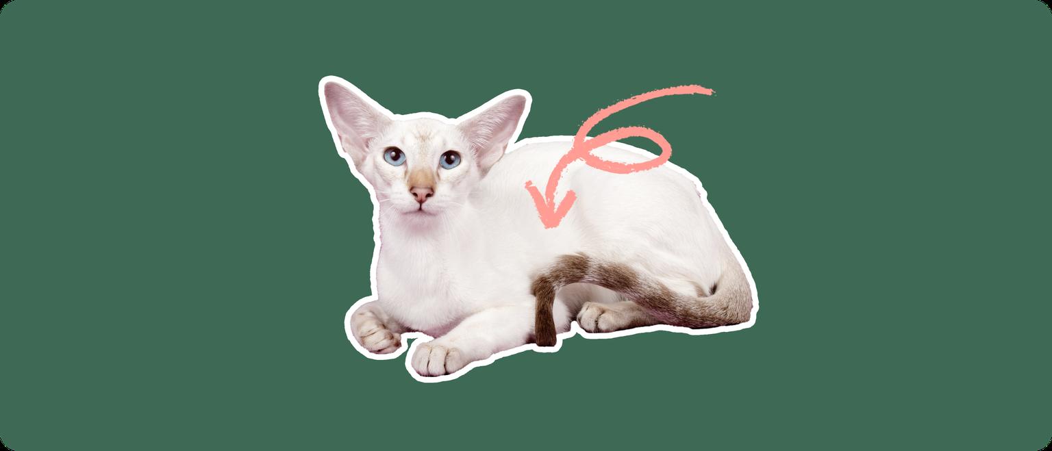A Colorpoint Shorthair cat, cut out with a white outline, with a pink arrow pointing to it's body center, on a solid green background