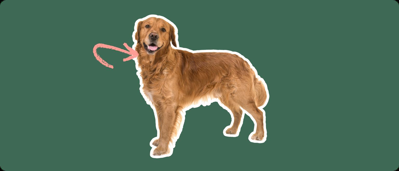 golden retriever