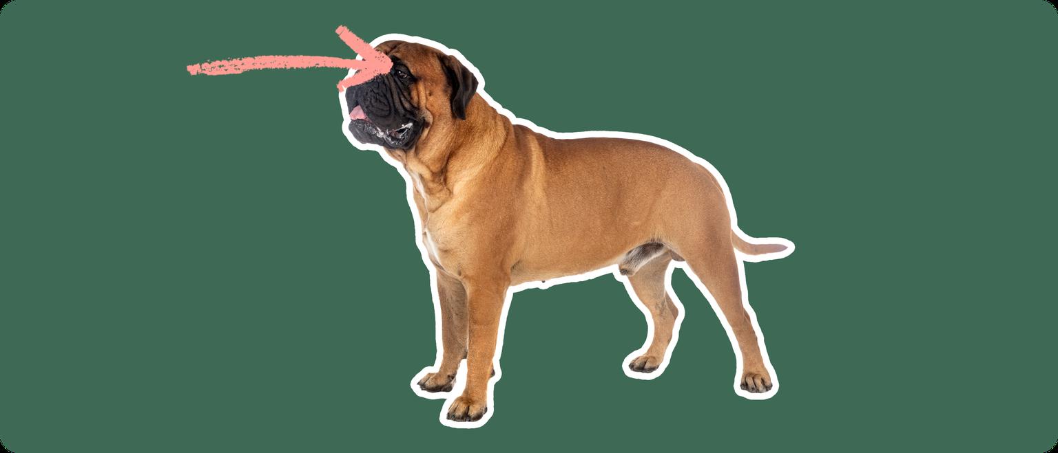 a Bullmastiff cut out with white outline on a green background with a pink arrow pointing toward it's eye