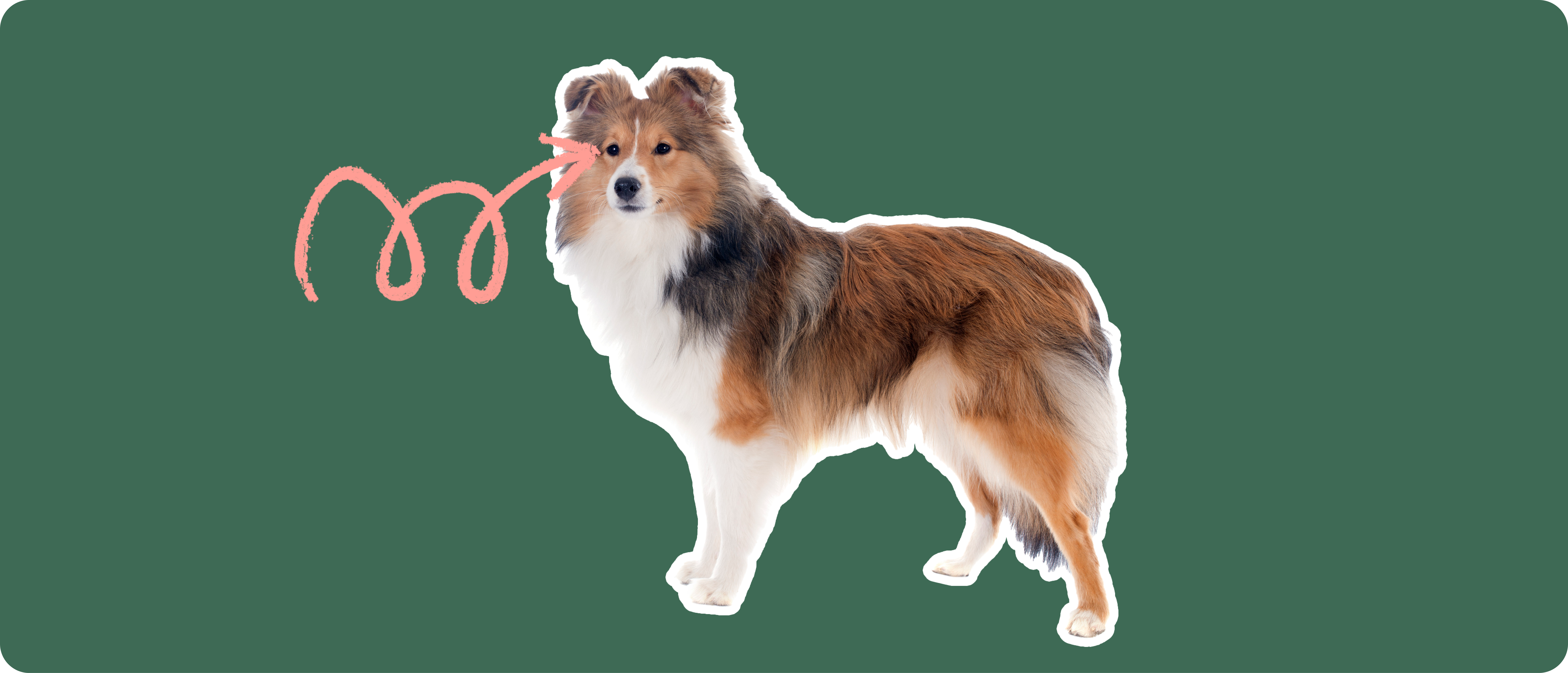 Shetland Sheepdog (Sheltie) insurance ManyPets