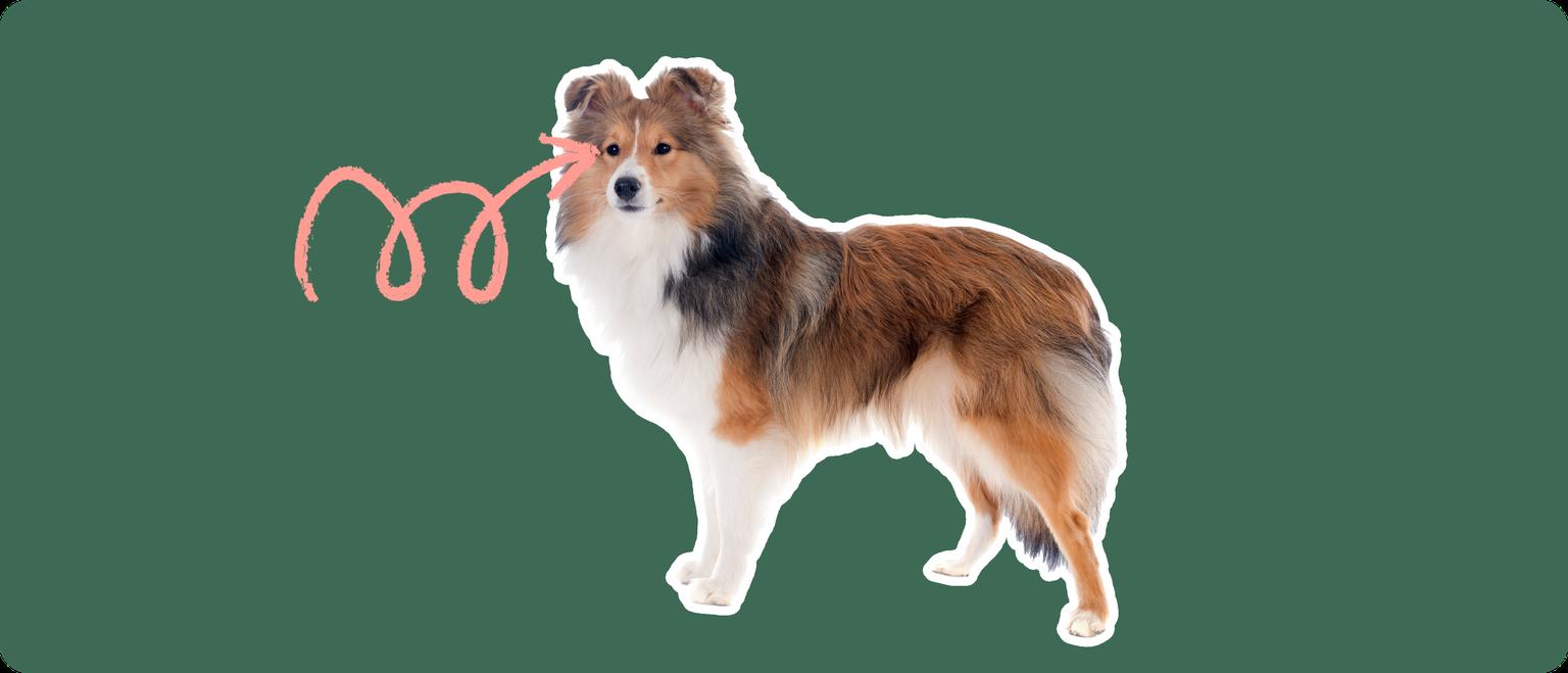 Image of a Shetland Sheepdog with a pink arrow drawn to its eye