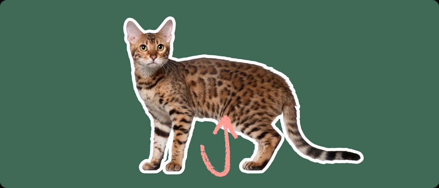 A Bengal cat with a striking spotted coat stands alert. A pink arrow curves towards its abdomen against a dark green background, highlighting the area typically affected by digestive disorders in the breed.