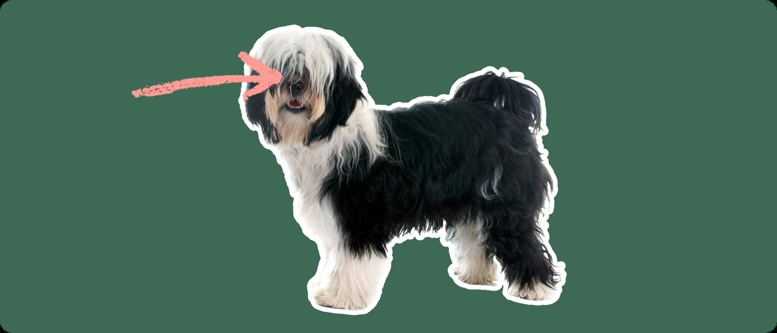 Tibetan Terrier with a pink arrow drawn to its eye