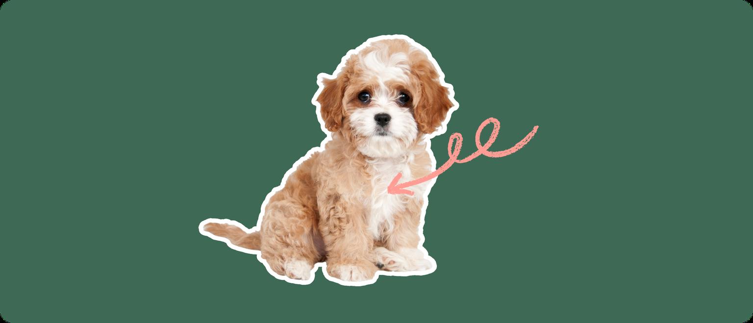 Cavapoo