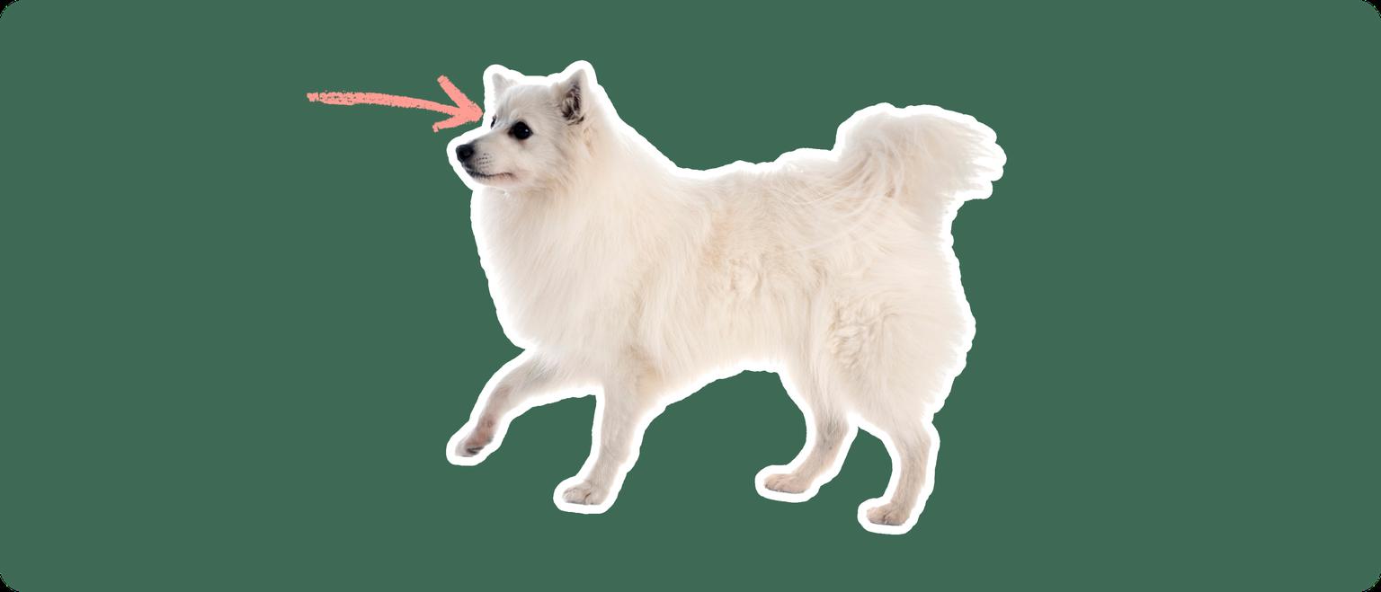 The sideview of a fluffy white American Eskimo dog cut out with a white outline, with a pink arrow pointing to it's eye, on a solid green background
