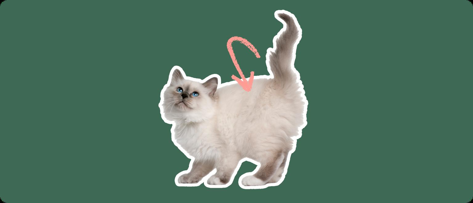 A Birman kitten, with a white outline and a pink arrow pointing to it's kidneys