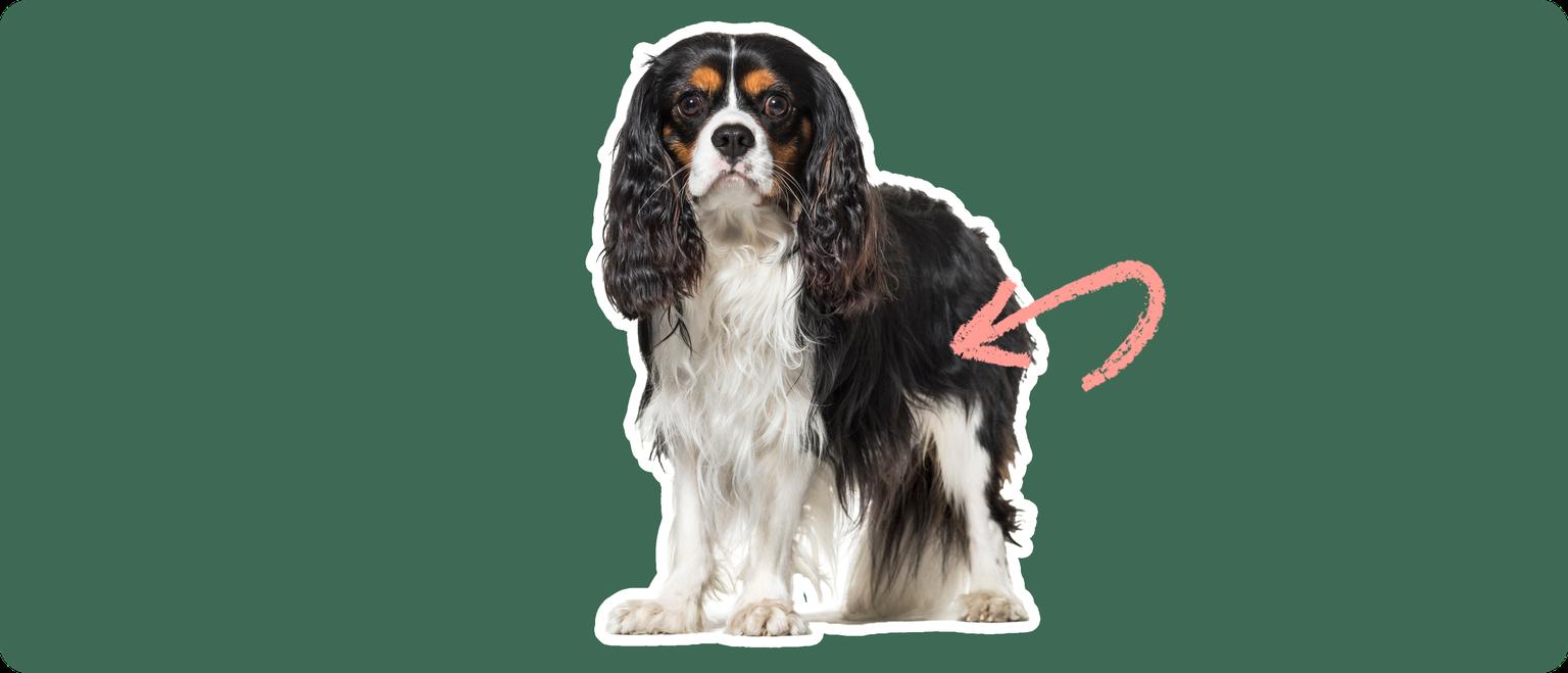 Black-and-brown cavalier king charles spaniel with a pink arrow drawn to its hip