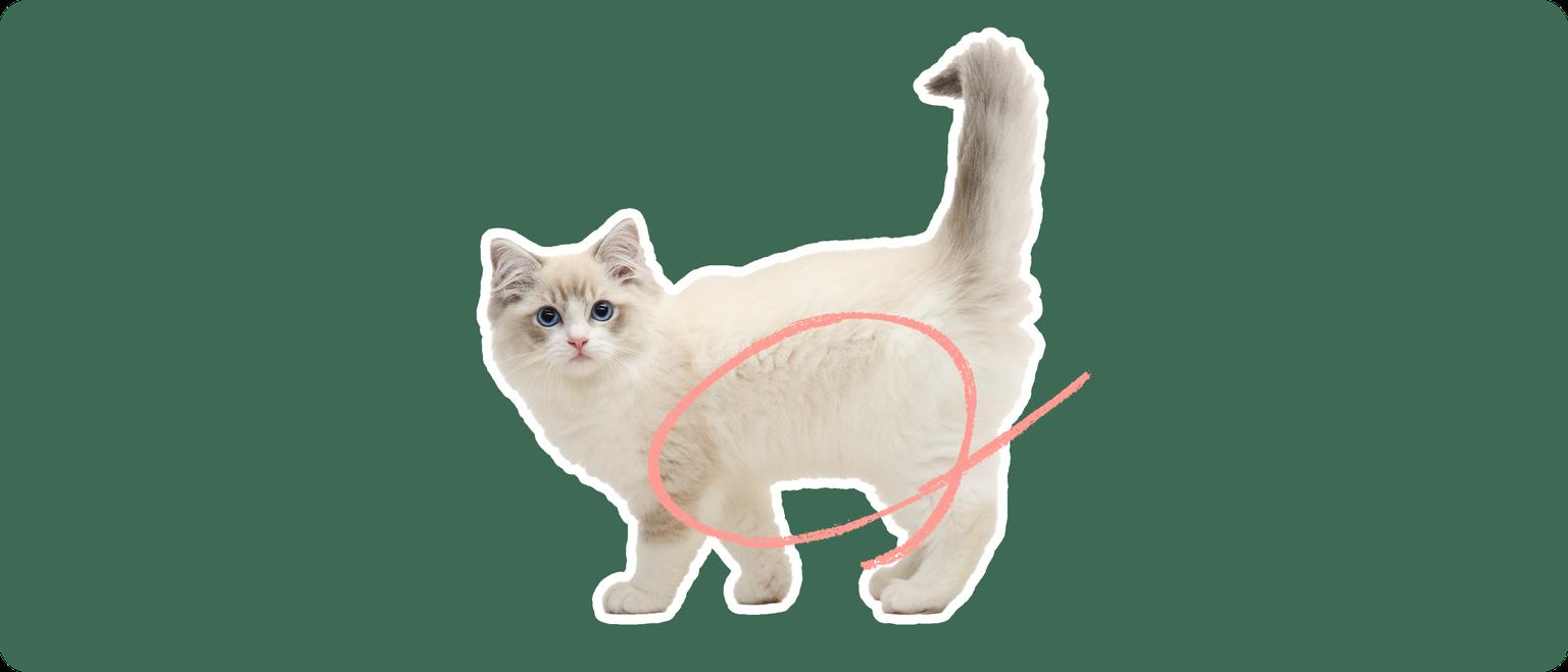 A Ragdoll cat with cream fur and blue eyes looks directly at the viewer, with a pink line encircling to its lower stomach against a dark green background, signifying potential gastroenteritis, a condition this breed can be prone to.