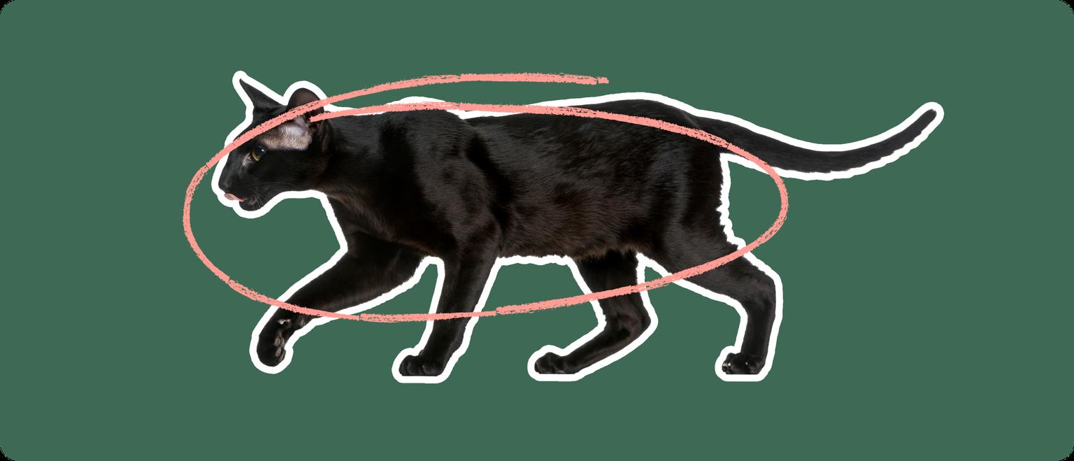 A black Oriental Shorthair cat on a green background with a pink circle around it's body