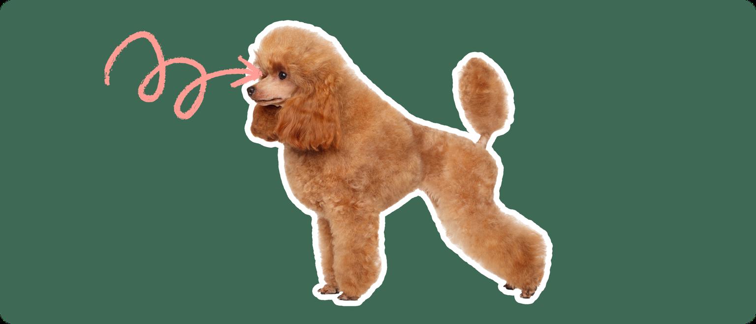 Image of a brown Toy Poodle with a pink arrow drawn to its eye