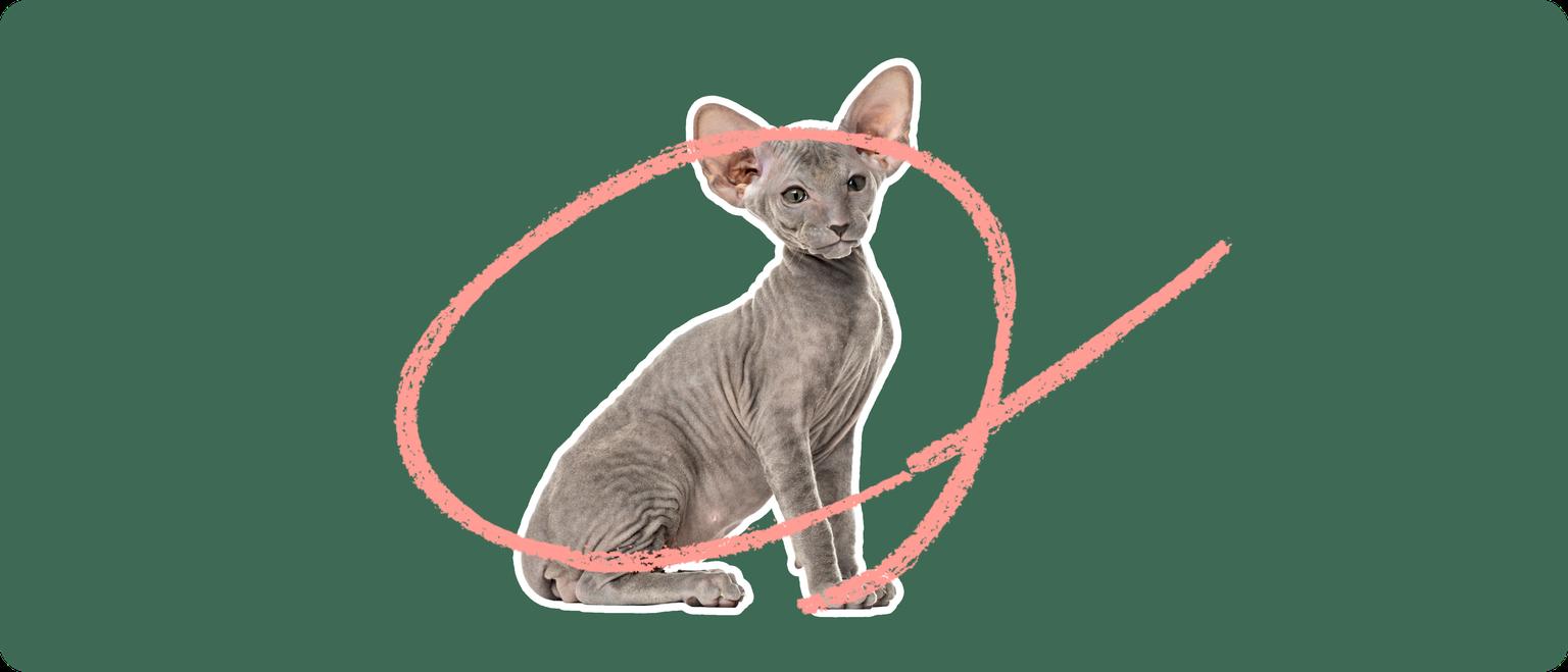 A grey peterbald cat cut out with a white outline, with a pink circle around it's body, on a solid cut background