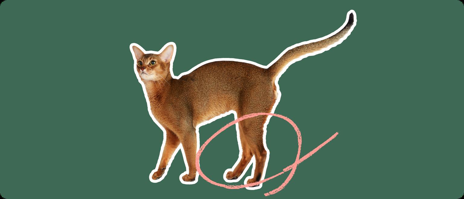 An orange-brownAbyssinian cat on a green background with a pink circle around it's back legs