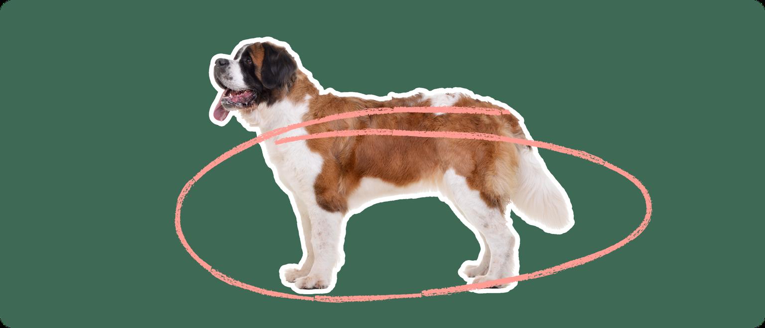 The sideview of a Saint Bernard dog standing, cut out with a white outline, with a pink circle around it's body, on a solid green background