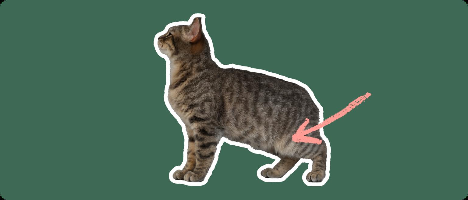 A brown manx cat with no tail, cut out with a white outline, with a pink arrow pointing to it's back hip, on a solid green background