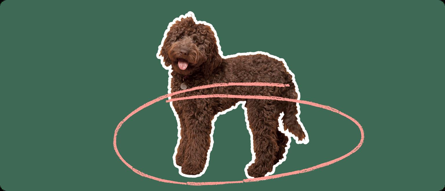 Labradoodle