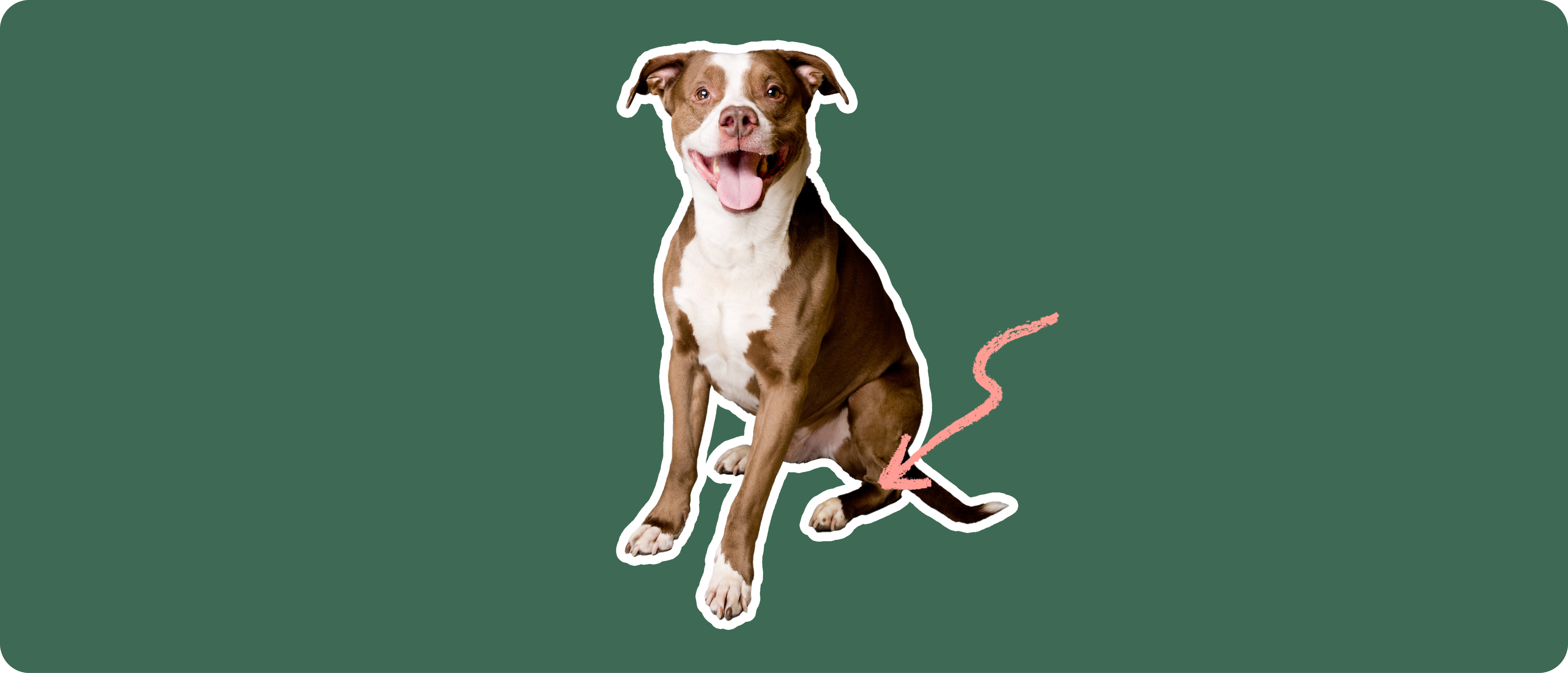 Atlanta Ga Blue Nose Pitbull Puppies Craigslist Brown Red Nose