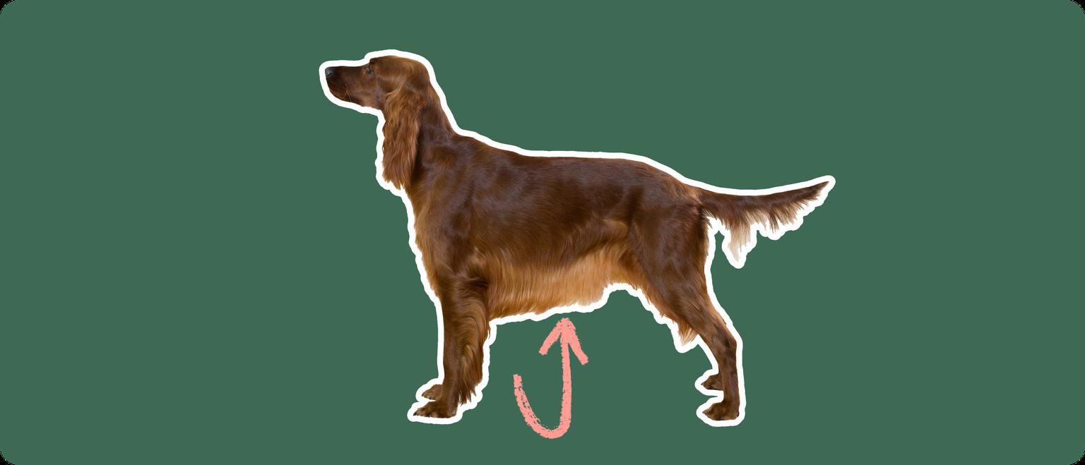 The sideview of an Irish setter dog standing, cut out with a white outline, with a pink arrow pointing to it's stomach, on a solid green background
