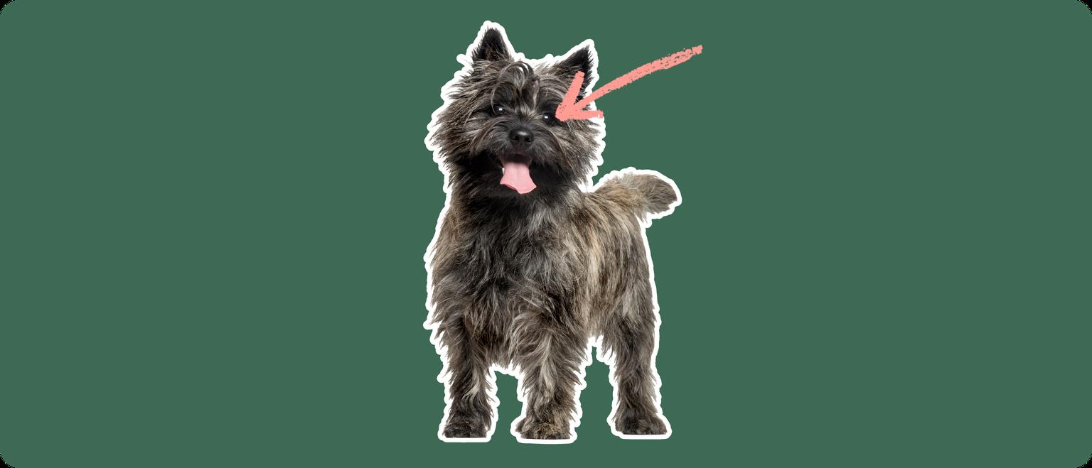 A black Cairn Terrier standing, cut out with a white outline, with a pink arrow pointing to it's eye, on a solid green background