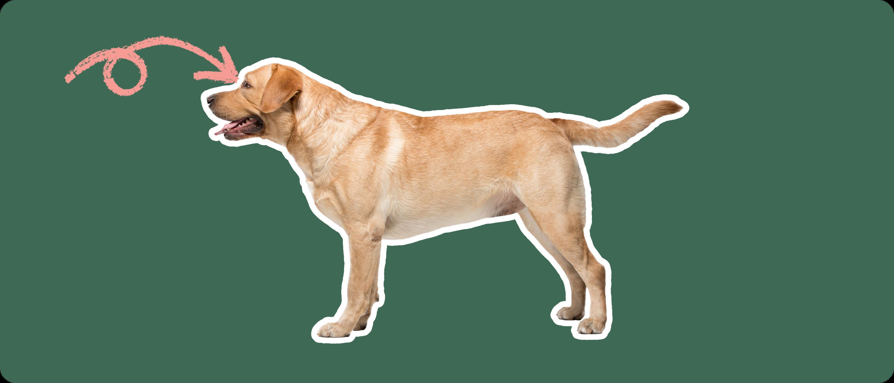 lab