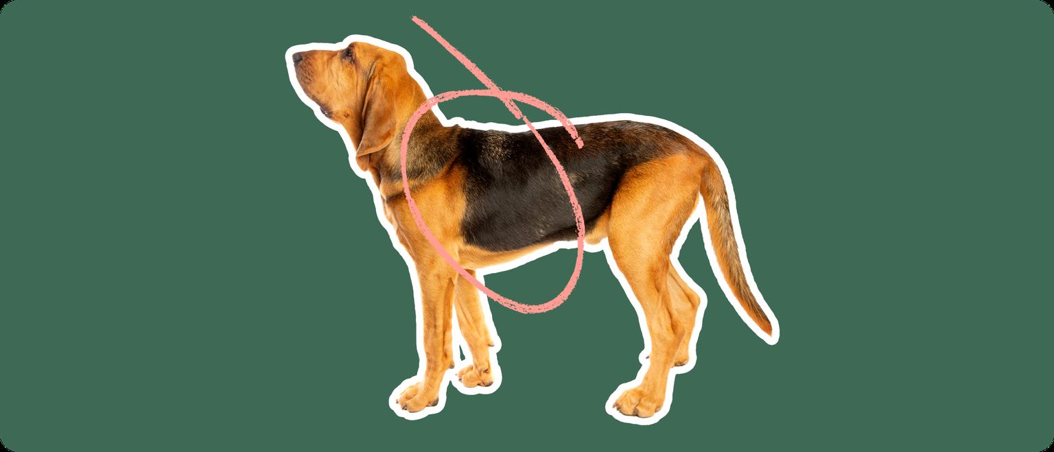 The sideview of a Bloodhound dog cut out with a white outline, with a pink circle around the front half of his abdomen, on a solid green background