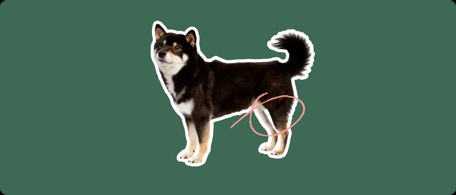 Shiba Inu